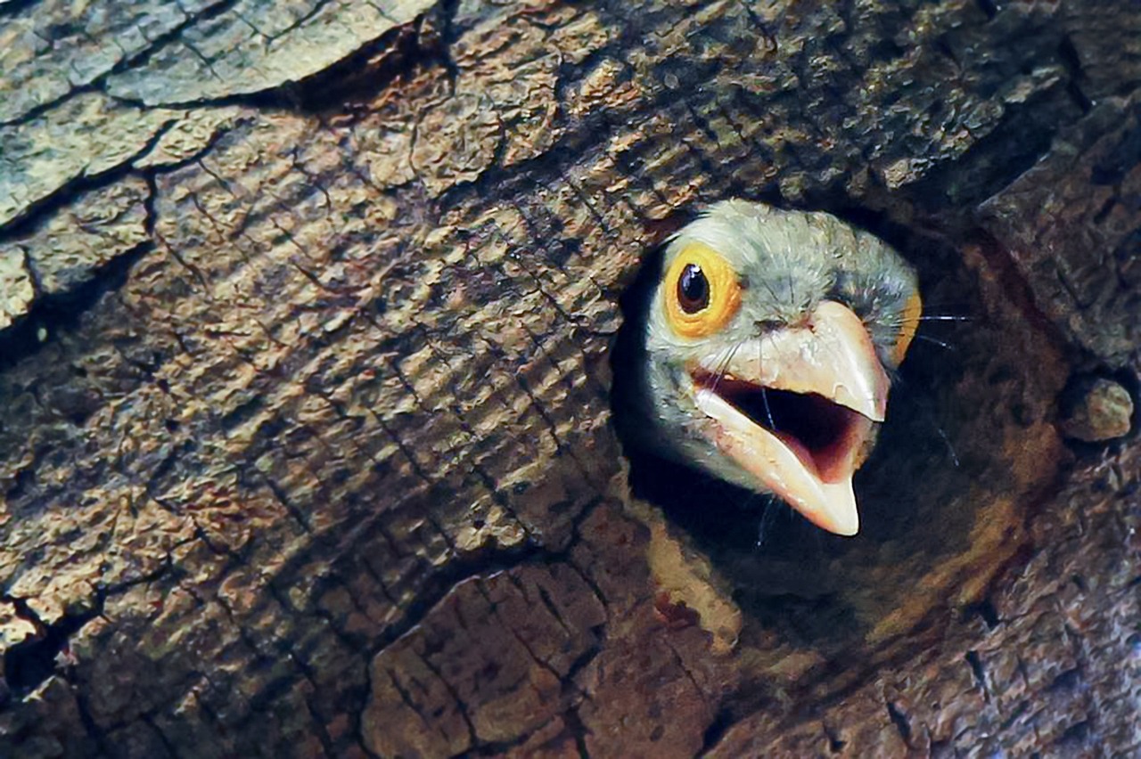 junger Vogel Baumhöhle Ausflug