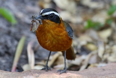 Vogel - Weichfresser mit Lebendfutter