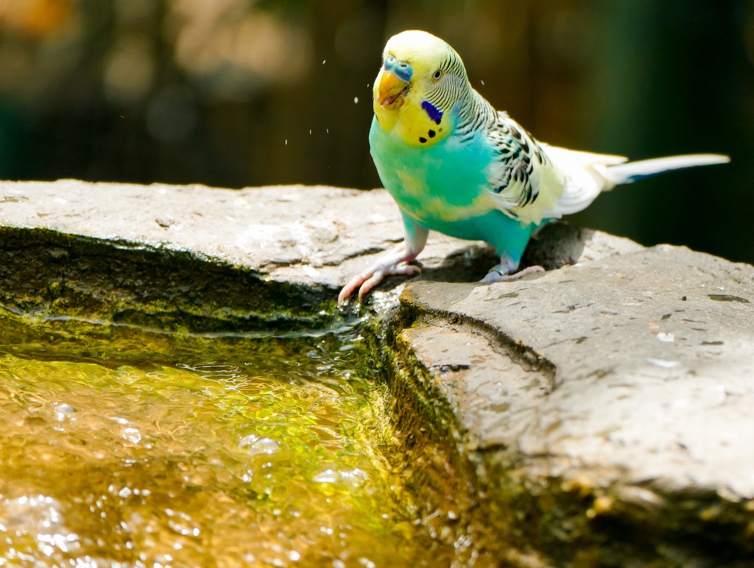 Vogel trinkt Wasser