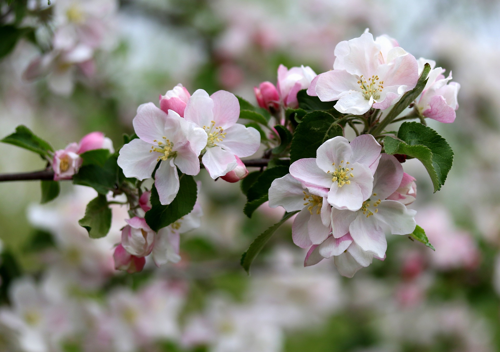 europäische Kirschblüte