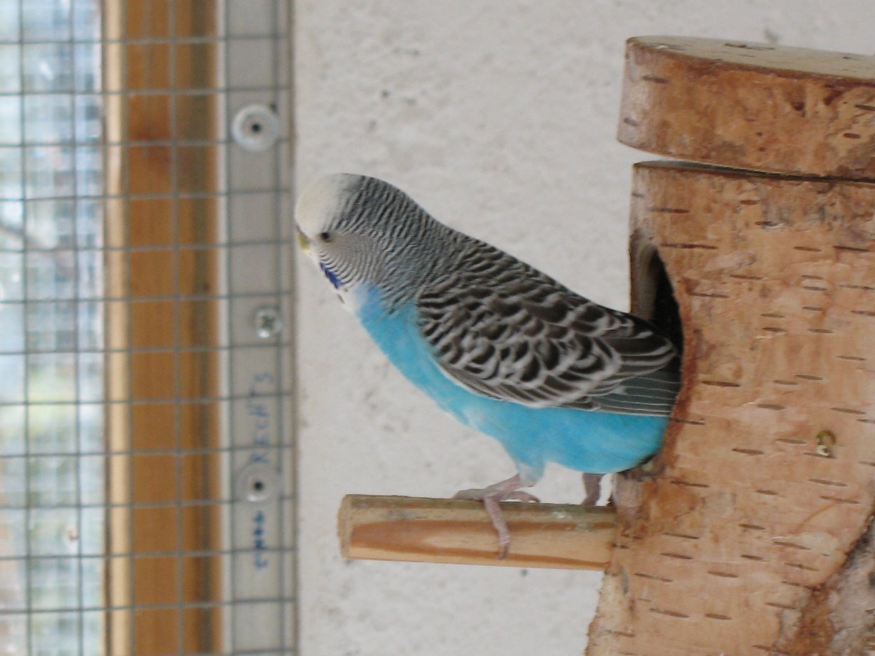 Der Wellensittich (Melopsittacus undulatus)