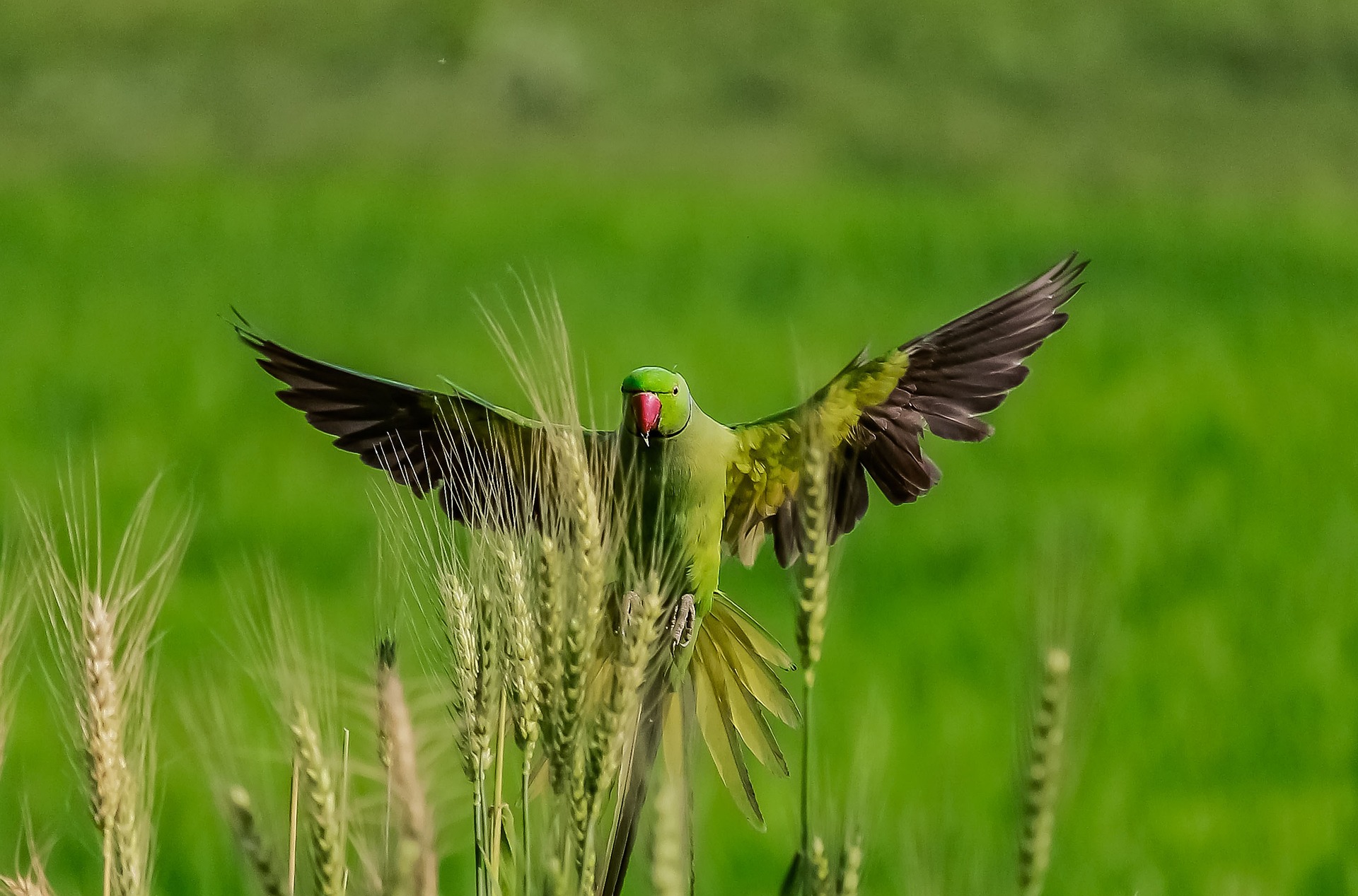 Vogel entflogen