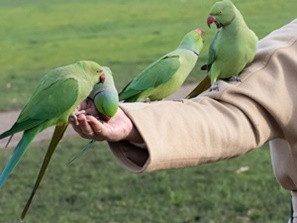 Halsbandsittiche auf der Hand