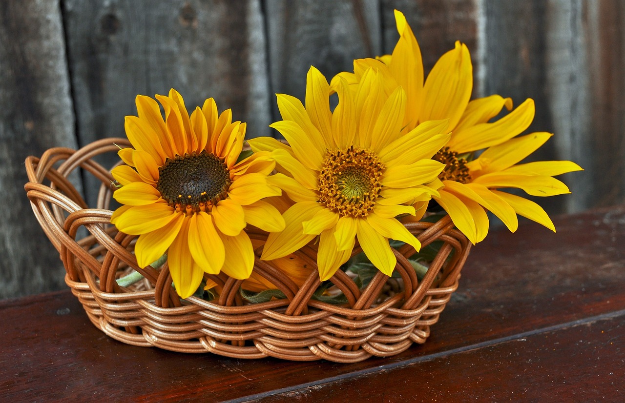 Sonnenblume (Helianthus annuus)