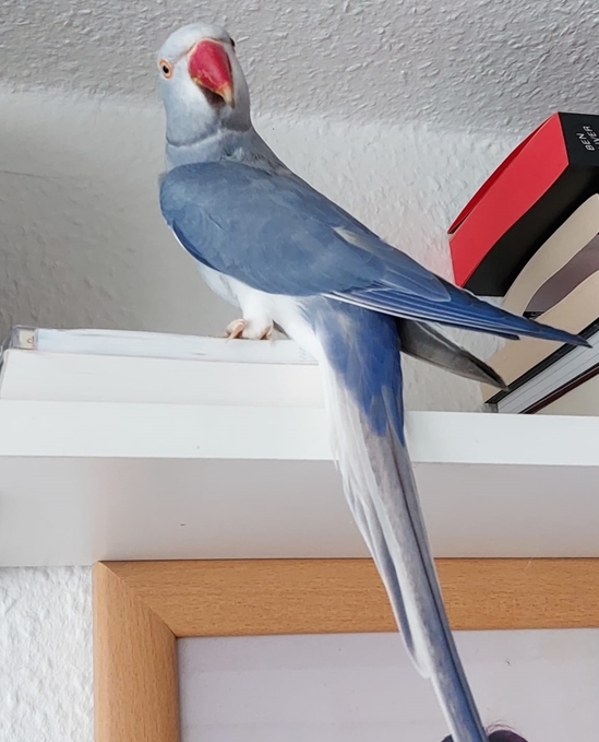 0,1 BS Violett (1f) Kobalt, gekauft von Detlef